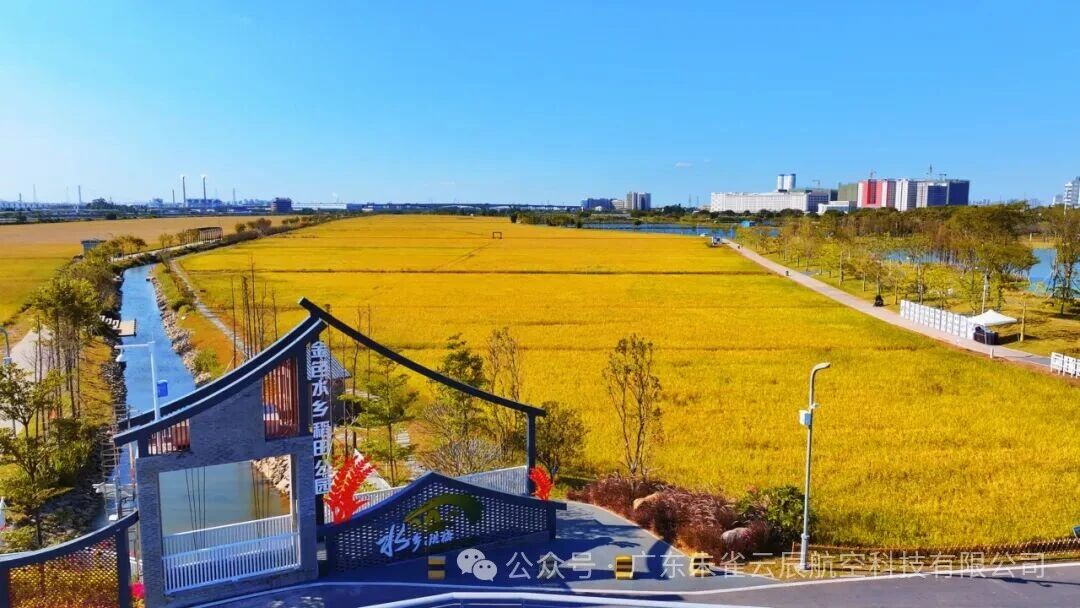 空中打卡新姿势！洪梅水乡金色稻田 低空旅拍产品重磅上线！